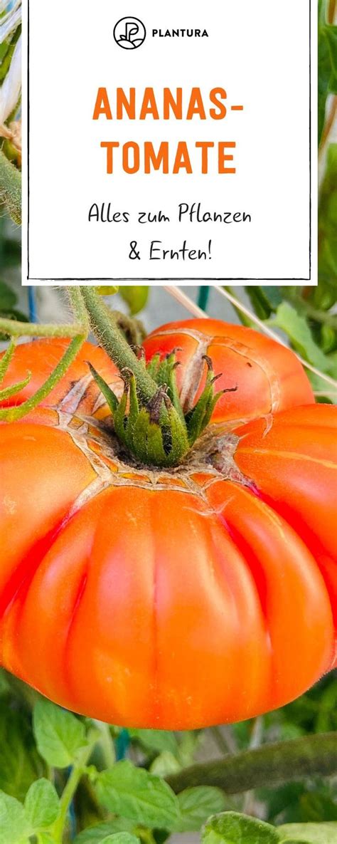 Die erntezeit für tomaten erfolgt am ende der vegetationsperiode. Wann erntet man die Ananastomate? | Tomaten, Gemüse ...