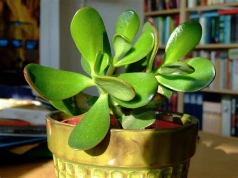 If you already have a collection just like any other cacti, this plant is relatively easy to take care of. 5 Succulents for Low Light Environments | World of Succulents