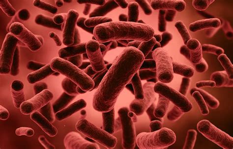 Rhamnosus — so much so that researchers regularly squabble over the correct classification of lactobacillus species. Diferencias entre Lactobacillus y Bifidobacterium - Sooluciona