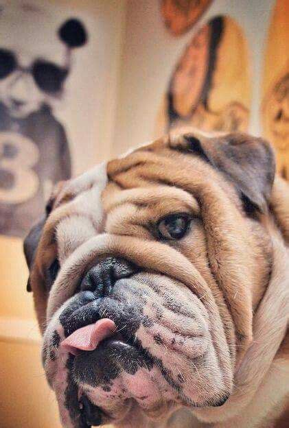 Do you have a favorite english bulldog name? Here are some of the best English Bulldog names from the ...