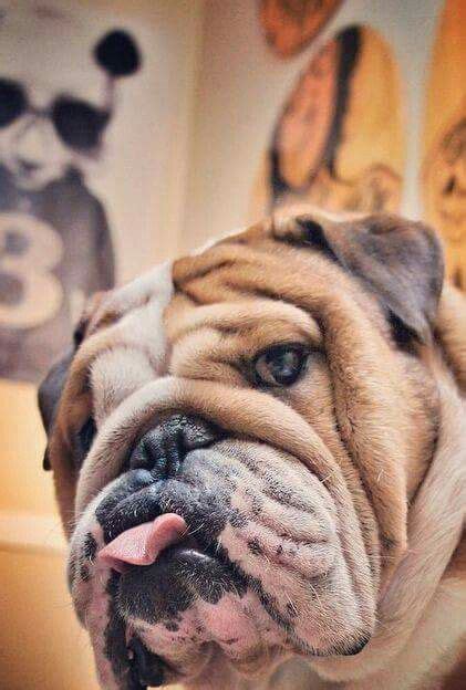 Naming a dog can be serious business. Here are some of the best English Bulldog names from the ...