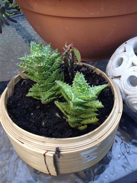 Spiky dessert plant with variegated leaves in clay plant pot on pebbles next to garden wall spiky flowers with spiky leaved stems at kew gardens. The spiky kind | Succulents, Plants, Planter pots