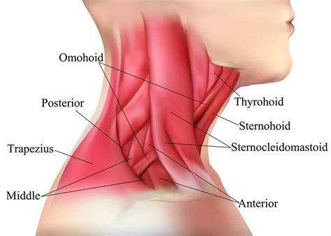 Major muscles that targets in weight training programs are shown in muscle group chart front view and back view muscle group chart. What is Whiplash? - Diller Law