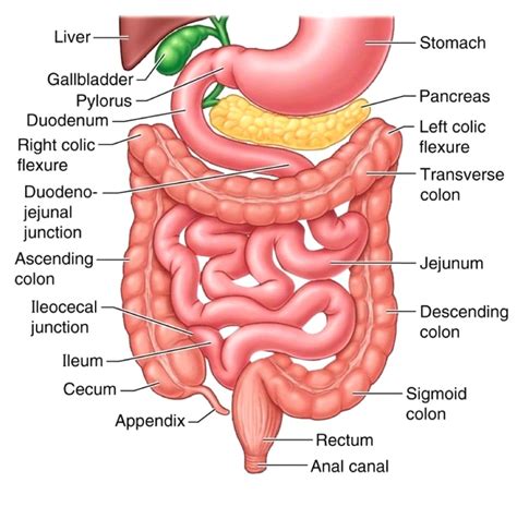 Small intestine is the longest part of the alimentary canal. The Small Intestine - Part 4 of the 5 Phases of Digestion