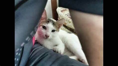 Do not attempt to force a kitten to sleep, as this can create problems and you may end up with a crying toddler who is unable to sleep. #Sleep #Kitten #Meow || MY SLEEPING PATTERN! - YouTube
