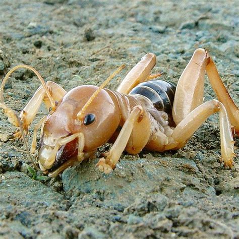 Do camel crickets eat roaches? Jerusalem Cricket