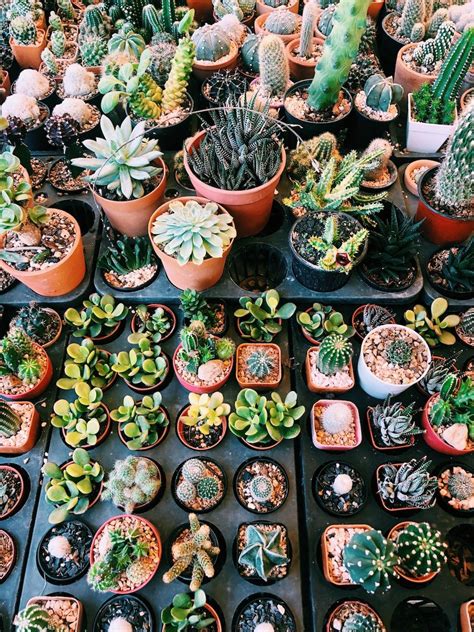 You can buy everything on this market. Bangkok's markets for plant shopping - taste of wander