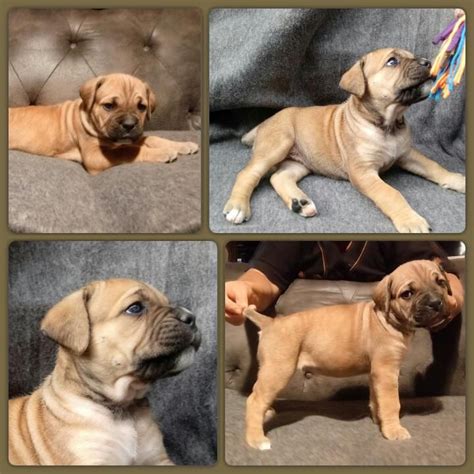 Four cane corso puppies (3 males, and 1 female) are for sale. Litter of 9 Cane Corso puppies for sale in DELAWARE, OH ...