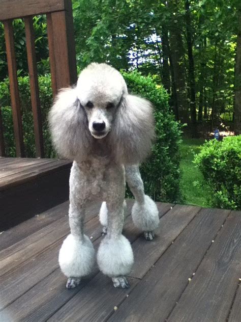 How to cut your hair. Cabryn Chagall in his Miami trim. | Standard poodle ...