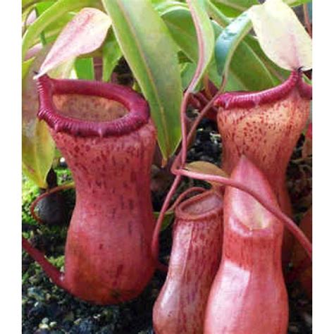 Nowadays, you can see so many different species of pitcher plants at just about every big box store you go to. Nepenthes Ventricosa Seeds (Highland Nepenthes Seeds)