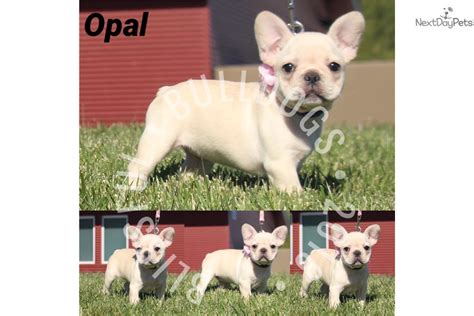 Maurice a one year old french bulldog, trained by got k9 a las vegas dog training company. Cream : French Bulldog puppy for sale near Las Vegas ...