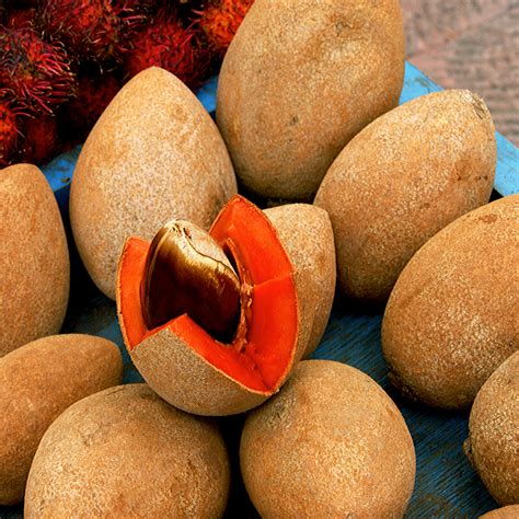 Buy ripe mamey that gives slightly when pressed. Mamey | . . . . Common name: Mamey Botanical name ...