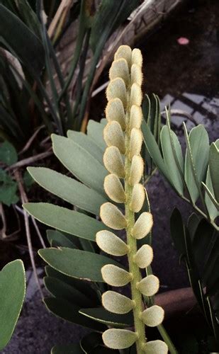 I'm presuming this is a male cone in that there is a second cone emerging and female. Cardboard Palm (Zamia Furfuracea) (Cycad) | Zamia ...