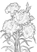 Free printable carnation coloring page and download free carnation coloring page along with coloring pages for other activities and coloring sheets. Roses coloring pages | Free Coloring Pages