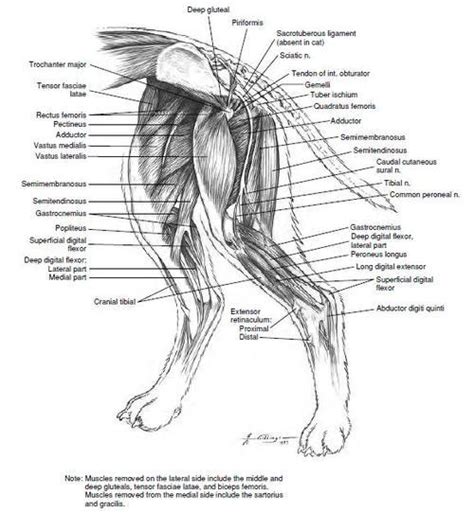 You'll all be familiar with the adorable triangle shape of your cats' ear (also known as the pinna), but did you know this serves a far greater purpose than just cat teeth are located in the alveolar socket within the jaw and are held in place by ligaments, cementum, soft tissue and bone. Animal Behavior College