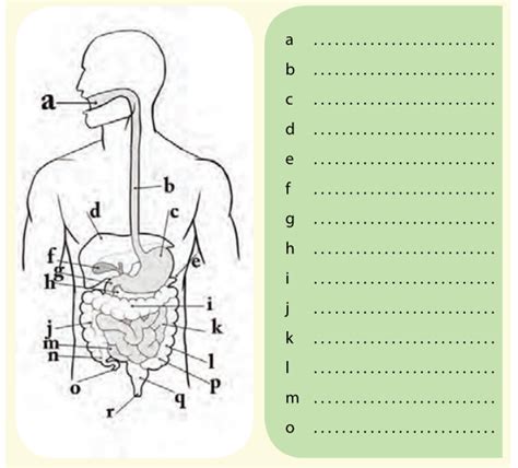 Sistem pencernaan manusia adalah sebuah cara memasukkan makanan ke dalam tubuh manusia. Soal Latihan IPA Kelas 7 Semester 1 Kurikulum 2013 Bab 4 ...