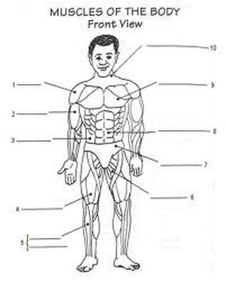 Human muscles coloring key sheet printable. Worksheet - The Astonishing Muscular System.......In Depth!!