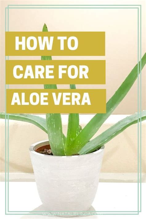 Plant care best growing conditions for aloe vera. Aloe Vera Plant Care: Learn to Grow This Healing Succulent ...