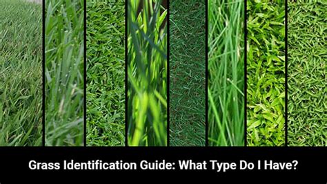 Used to emphasize that what was just said is merely a guess or assumption. Grass Identification Guide | Do You Know Your Grass Type ...