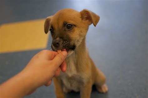 Are you looking for free puppies near you to adopt, and give a home to your puppy. Boxer mix puppies | BOXER MIX PUPPIES: there are 3 of ...