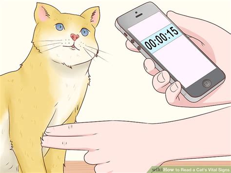 Heart rate refers to the number of time your heart beats in a given period of time, usually in one minute. How to Read a Cat's Vital Signs: 11 Steps (with Pictures)