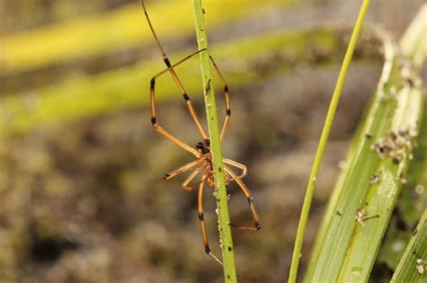 The black widow spider gets its name from the popular belief that female spiders eat their male suitors after mating. How Not to Get Eaten After Sex (If You're a Black Widow ...