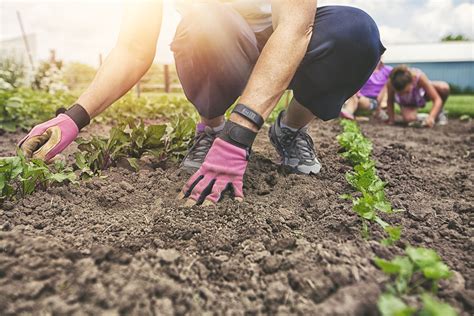 Check spelling or type a new query. What are Garden Soil Amendments?