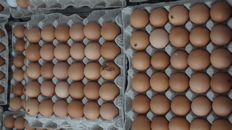 Keragaman Pemasaran Telur Ayam Ras di Indonesia | Poultry Indonesia