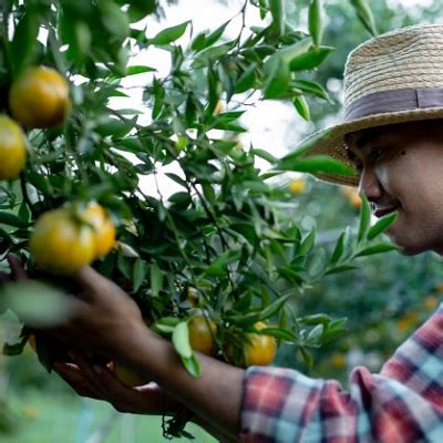 Cassetto fiscale previdenziale inps inail: Aziende agricole con dipendenti: chiarimenti Inps sull ...