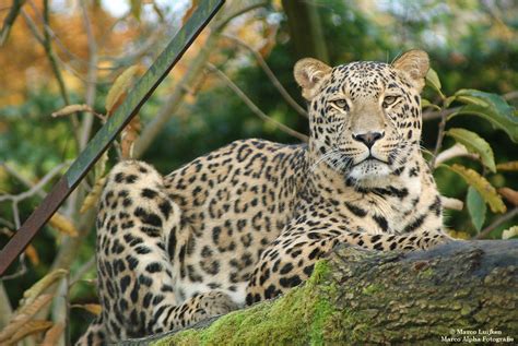 When you visit safaripark beekse bergen, you will definitely want to watch the animals get fed. Marco Alpha Fotografie: Safaripark Beekse Bergen