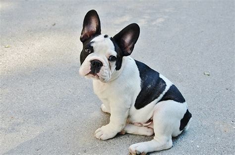 Some dog owners like to choose dog names related to dog's country and other places. 200+ Perfect French Bulldog Names - My Dog's Name