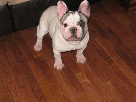 To be truly educated read all of this information. FRENCH BULLDOG ADULT AKC 3 YR MALE FOR SALE for Sale in ...