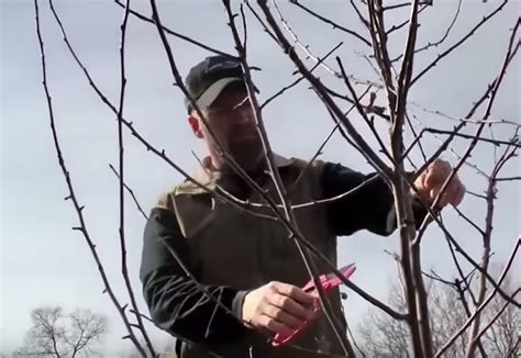 Both sweet and sour cherry trees are easy to grow and both fruits have a wide variety of uses. Fruit Tree Care and Maintenance