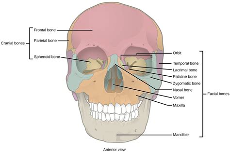 Another important type of moving joint is the ball and socket joint. Types of Skeletal Systems | Biology II