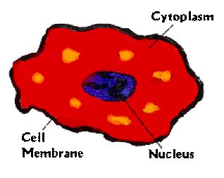 Animal cell vs plant cell microscope. 2. Microscope and Cells - Junior Cert BIOLOGY