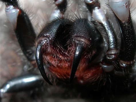 About 2,600 black widow bites are reported to the u.s. Spider Control