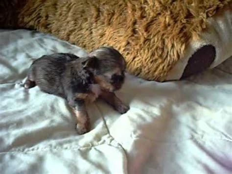 The key steps to take care of newborn. Bottle Feeding Puppies New Born Puppies Being Bottle Fed ...