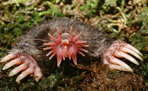 Racy, waddell receive top honors for ucm graduating seniors. The Star-Nosed Mole Takes Adaptation To The Extreme ...