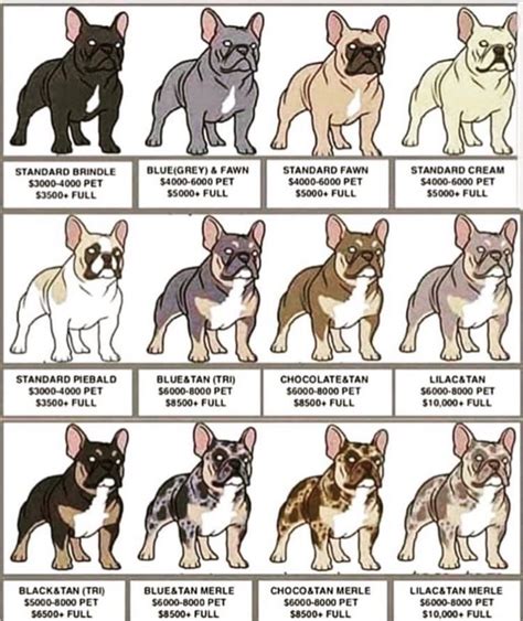 That's how tall french bulldogs get, but there can french bulldog height chart. Pin by Shaune Vucina on Frenchies | French bulldog breed ...