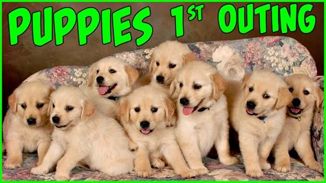 The puppy shots schedule starts at six to eight weeks old. PUPPIES FIRST PHOTO SHOOT Pictures Golden Retriever Puppy ...