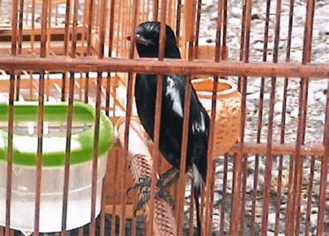 Burung decu kembang little pied flycatcher is a species of bird in the family muscicapidae. Decu Kembang Trotol / Daftar Harga Burung Decu Terbaru ...