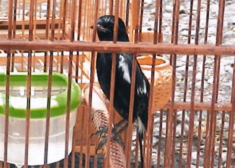 Download lagu burung decu kembang gacor mp3 dan video mp4. Decu Kembang Trotol / Daftar Harga Burung Decu Terbaru ...