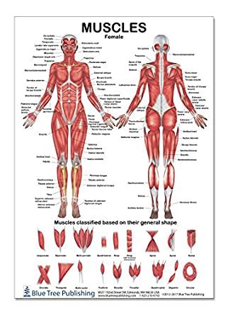 This diagram depicts female body anatomy.human anatomy diagrams show internal organs, cells, systems, conditions, symptoms and sickness information and/or tips for healthy living. Amazon.com: The Muscles Female Poster 12 x 17 inch, for ...