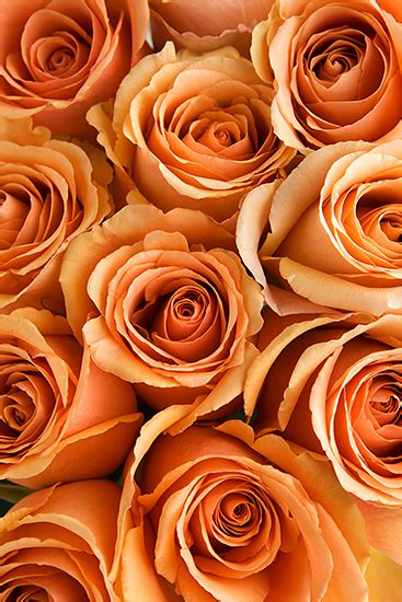 I hadn't done my window shots in a long time; Peach Cinnamon Roses - Calyx Flowers, Inc