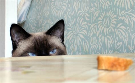 Due to the extreme moistness, the soft texture, and the heavenly burst of cinnamon flavor. Can Cats eat Bread? - PetSchoolClassroom