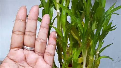 Unlike a shamrock, you don't need four leaves to bring you prosperity. 18.LUCKY BAMBOO LEAVES TURNING YELLOW - YouTube