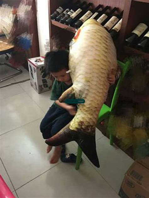 Melimpahnya ikan laut di indonesia juga berarti variasi jenis ikan laut dan olahan masakannya juga sangat beragam. Gambar Pulsk Ikan Hiu Makan Umpan Besar Keren Ya Sobat ...