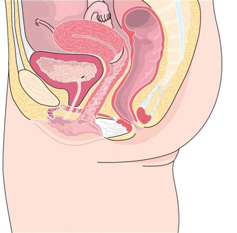 Le traitement des prolapsus dépend de la gêne ressentie. Les Prolapsus Pelviens chez la femme à Lyon | CUB - Centre ...