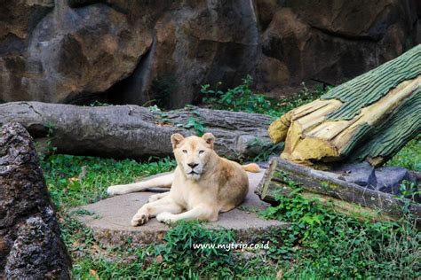 Berikut sederet manfaatnya untuk wajah. LIBURAN KELUARGA COCOKNYA KE MANA? KE TAMAN SAFARI PRIGEN AJA!