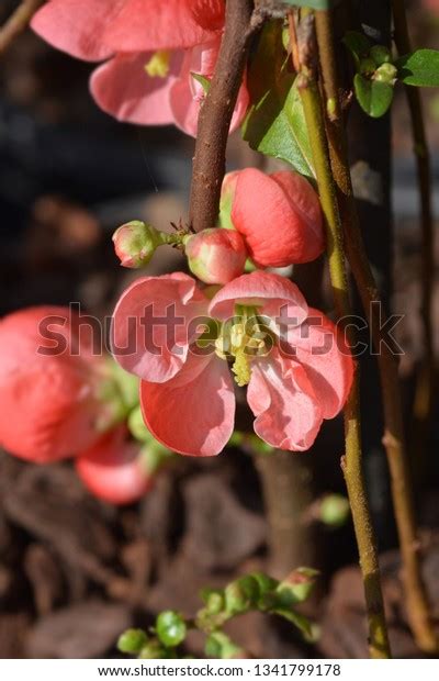 Leaf diseases cause defoliation, and oftentimes the shrubs retain only a few leaves at the ends of branches by august. Texas Scarlet Flowering Quince Latin Name Stock Photo ...